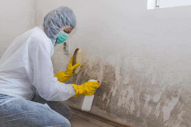 Best Industrial Mold Remediation  in Sistersville, WV