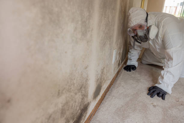 Best Emergency Mold Remediation  in Sistersville, WV